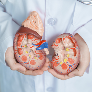 KIDNEY HEALTH